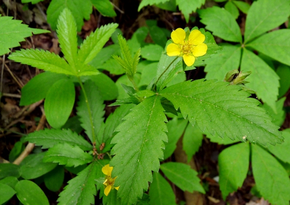 {Potentilla simplex}